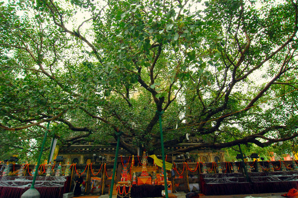 Bodhi Tree